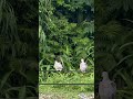 ✨ Pingxi New Taipei Walk 🇹🇼 | Mountain Old Street 4K Walking Tour No Talking｜新北市 平溪 2026