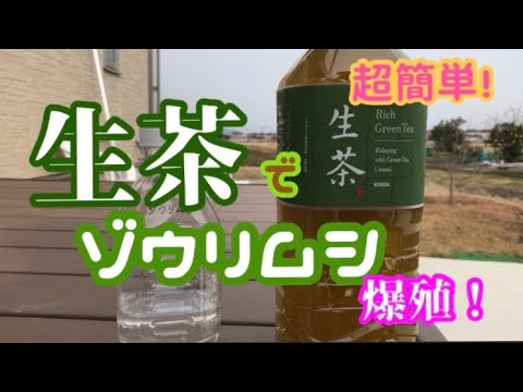 ゾウリムシを生茶で簡単培養！ 爆殖します！ メダカ初心者でもカンタンに増えますよ！ 針子稚魚には最適　メダカの活き餌　増やし方　培養方法【楽めだか】