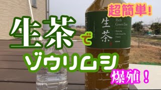 ゾウリムシを生茶で簡単培養！ 爆殖します！ メダカ初心者でもカンタンに増えますよ！ 針子稚魚には最適　メダカの活き餌　増やし方　培養方法【楽めだか】