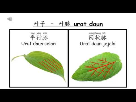 一年级科学 第6课 植物的各部分和特征 Youtube