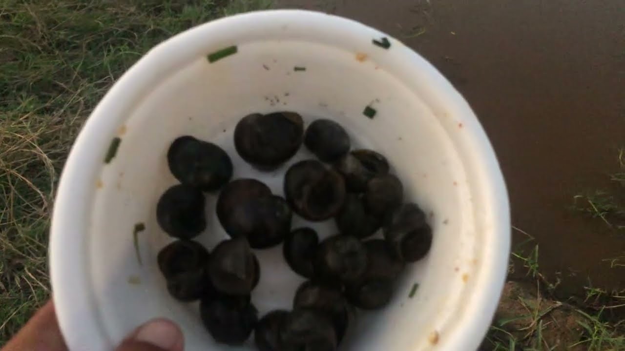 មកវាលស្រែរើសខ្ចងយកទៅអាំងក្លែមទឹកត្នោតជូរឆ្ងាញ់ណាស់😋