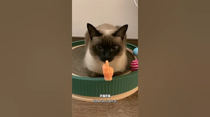 Watch the video about The Filipino maid kitten warms my bed for me #shorts #siamesecats #cutecats【JEMUA】