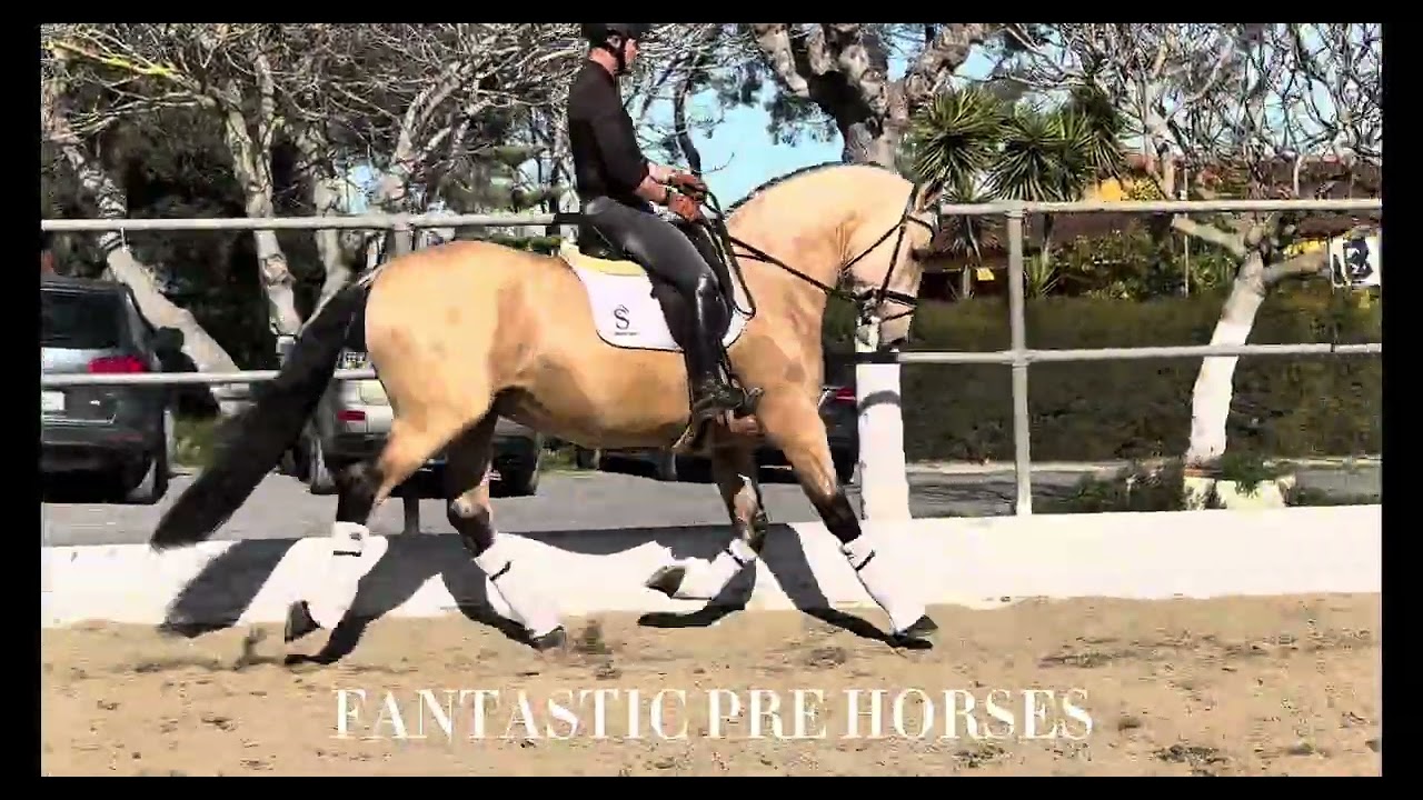 GAVI • PURA RAZA ESPAÑOL Buckskin with potential to GP levels Dressage Prospect | For sale 