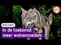 Aantal wolven zal de komende jaren toenemen