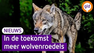 Aantal wolven zal de komende jaren toenemen