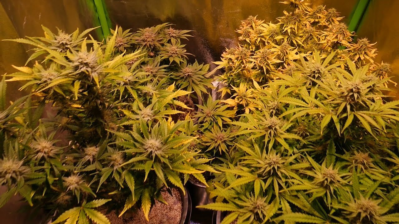 Autoflower Cannabis LED Grow Mephisto Genetics, Short Stuff, Dutch Passion