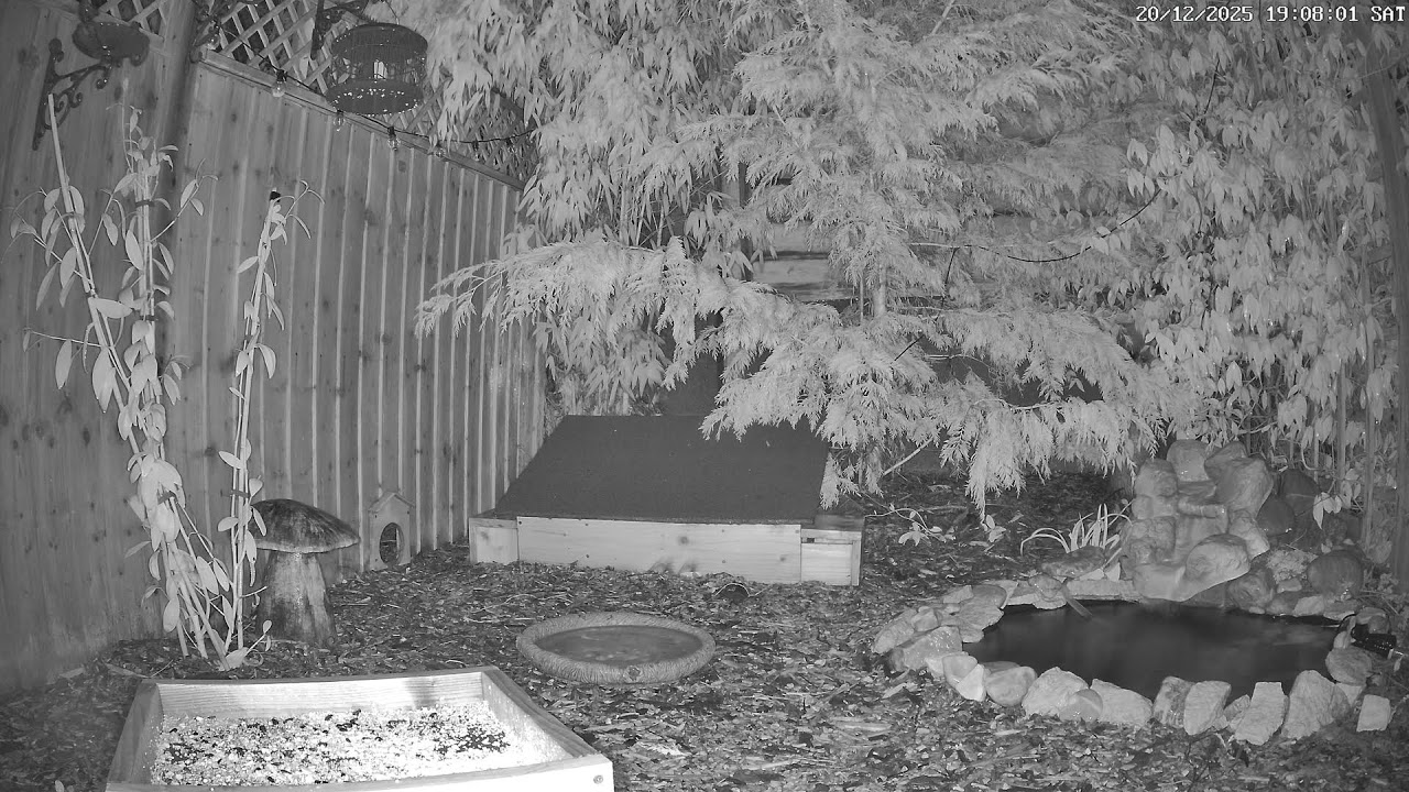 🔴  Live 4K Wildlife Garden & Feeders Cam Birds & Hedgehogs | Autumn / Winter Cornwall