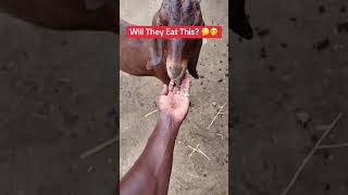 Feeding FIA Livestock Feed to Kalahari Goats #farminginafrica #semanhyiafarms #goats
