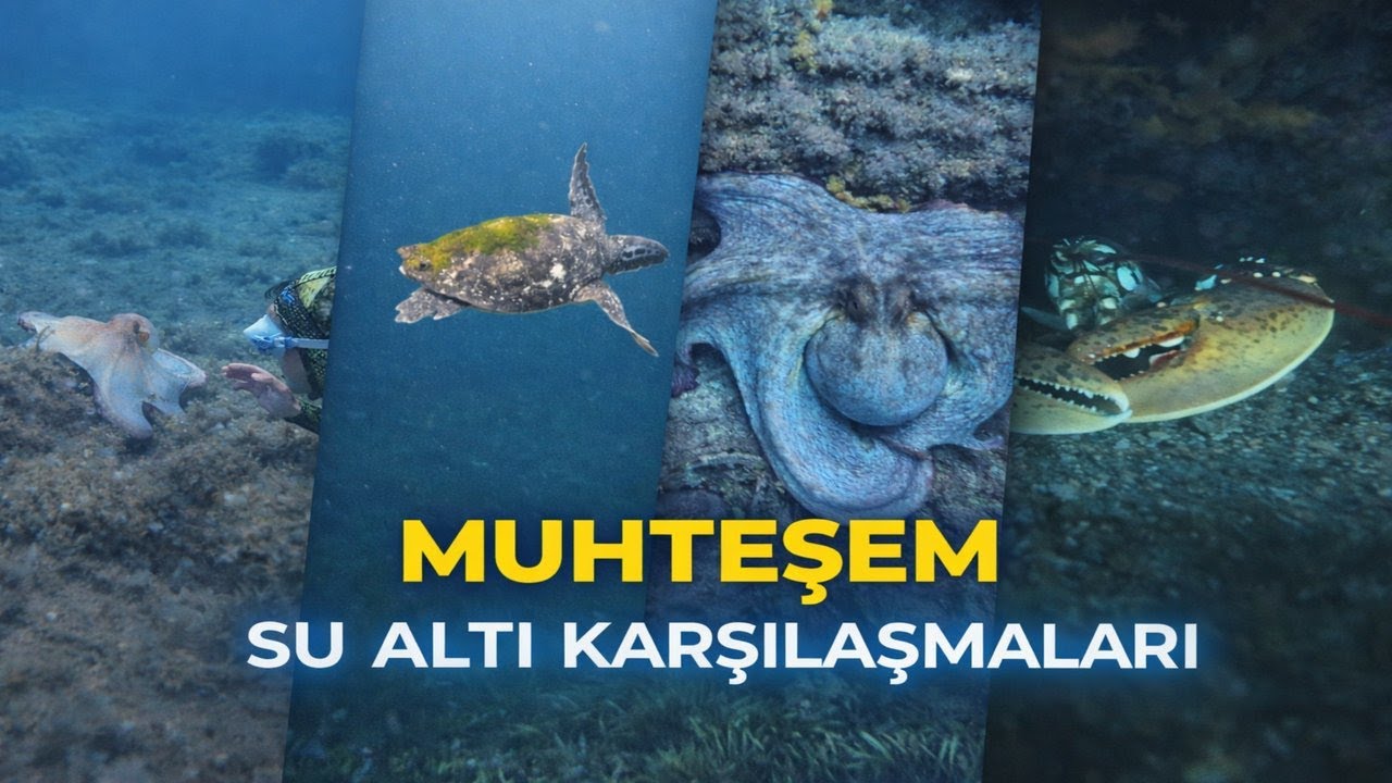 Derinlerde En Güzel Karşılaşmalar – Muhteşem Su Altı Görüntüleri