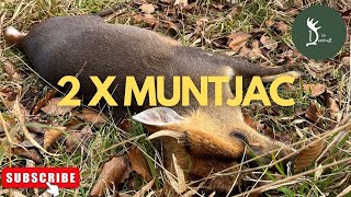 Double Bubble Muntjac