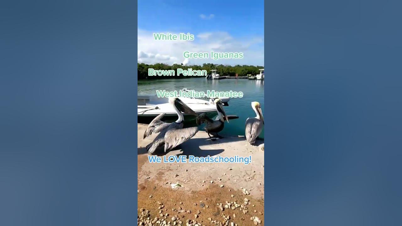 Check out the manatee drinking water at the end. rvlife fulltimerv 