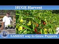 EASIEST Way to Grow Peppers l HUGE Harvest