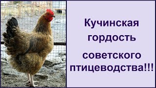 Кучинская порода кур - юбилейная 🐔 мясояичная несушка  🐔 Характеристика породы кур