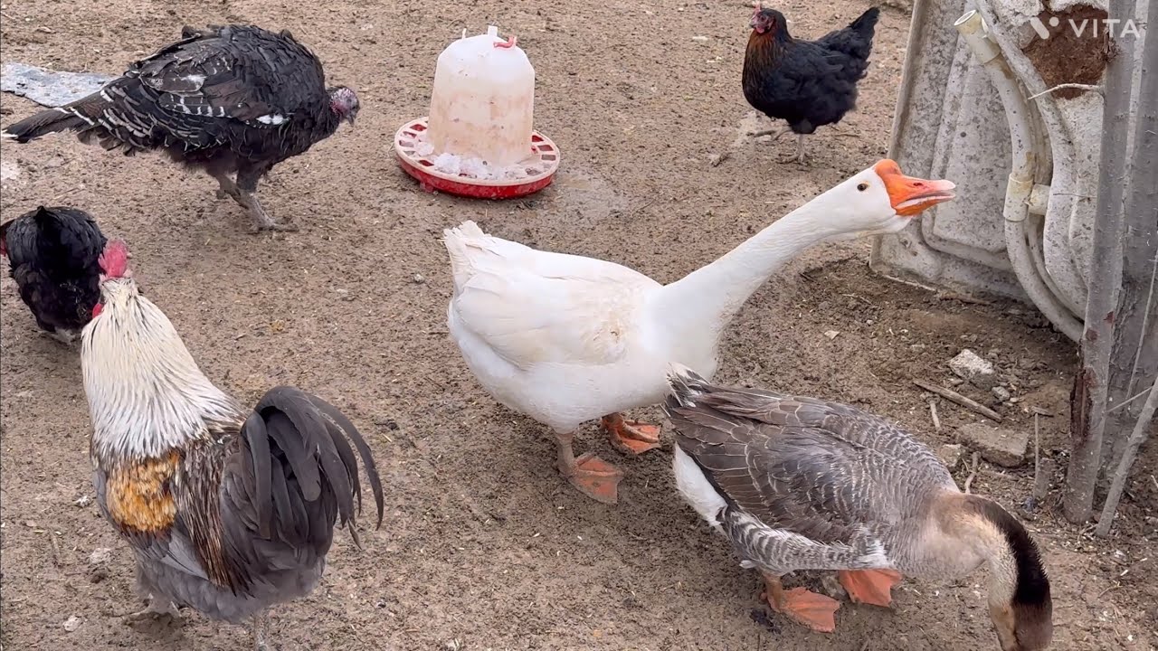 Kaz tavuk yumurtalarını yiyor!