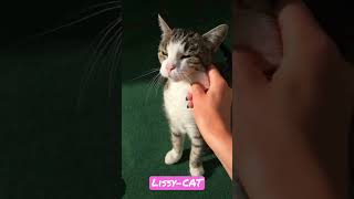 #shorts #lissy #cat #funnycats #lustigekatzen #lustigekatzenvideos #funnycatsvideos #video #cats