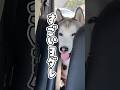赤ちゃんのオヤツがどうしても欲しいシベリアンハスキー😂