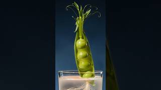 🌱 Peas Growing Timelapse in Water | Amazing Root, Shoot &amp; Tendril Growth | 4K Nature Timelapse 🌿