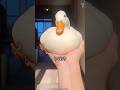 世界最小のアヒル【コールダック】