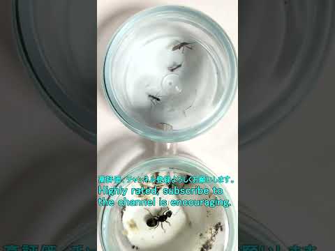 تربية النمل النمل مقابل البعوض أعطيت البعوض للنمل Part4 المبتدئين 