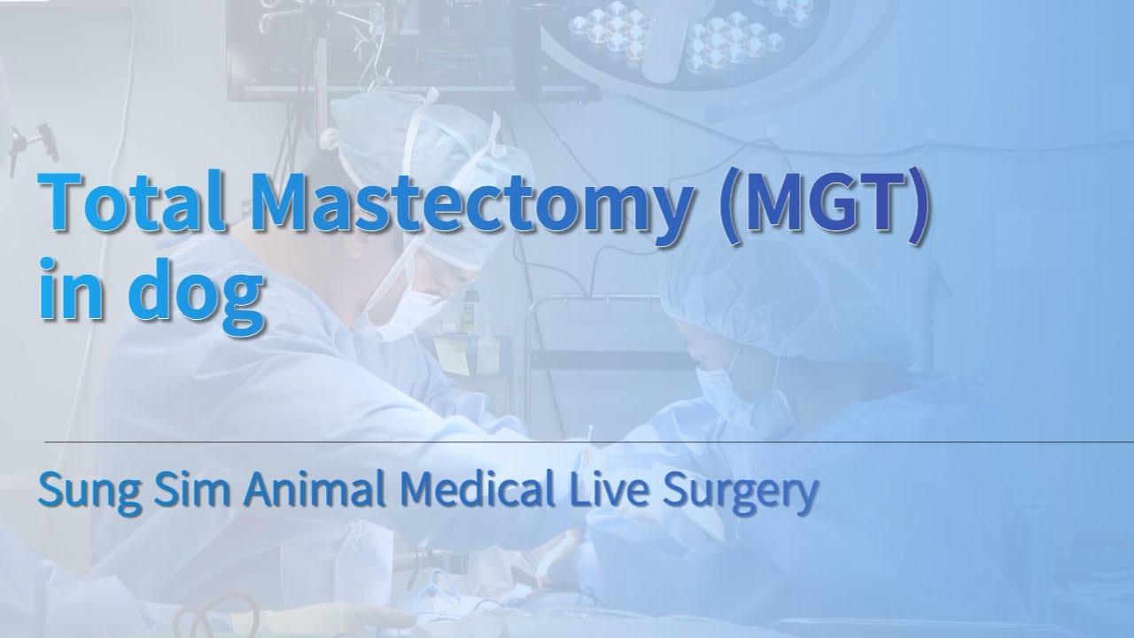 (Warning)Total Mastectomy (MGT) in dog Sung Sim Animal Medical Center