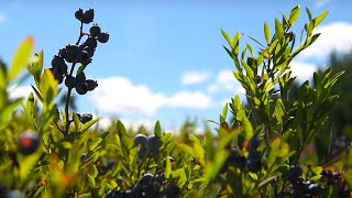 Maines Wild Blueberries