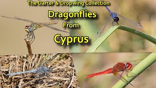 CYPRUS DRAGONFLIES : The Darter & Dropwing Collection (Canon R7, 100-400mm)