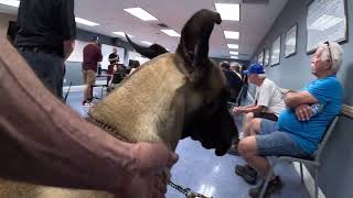 Great Dane Oliver tours a Los Angeles Police Station (1 of 2)