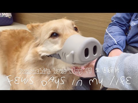 Vlog#41|few days in my life|在家煮什麼|三文魚味噌湯|狗狗疑似患有心臟病|購物開箱|簡單快速營養早餐|任食鮑魚大頭蝦海鮮放題|打邊爐|貓狗日常