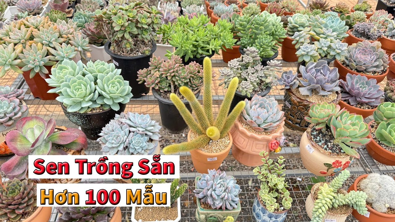 Quá nhiều mẫu sen đá trồng sẵn khỏe đẹp để lựa chọn | succulent Gia Nghia