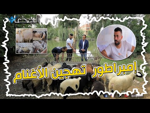 محمد صبحي إمبراطور تهجين الأغنام وقلبه حديد كل اللي اشتغل معاه كسب