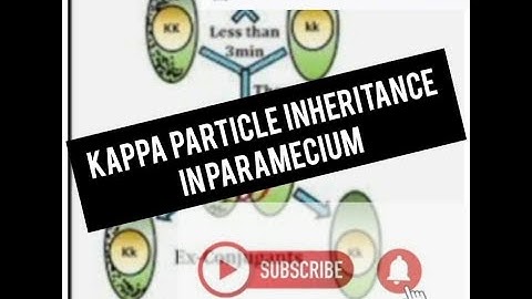 Kappa particle inheritance (daeurmodification) in Paramoecium#NEET#CSIRNET#MSc
