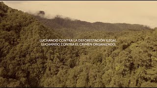 LUCHANDO CONTRA LA DEFORESTACIÓN ILEGAL. LUCHANDO CONTRA EL CRIMEN ORGANIZADO.