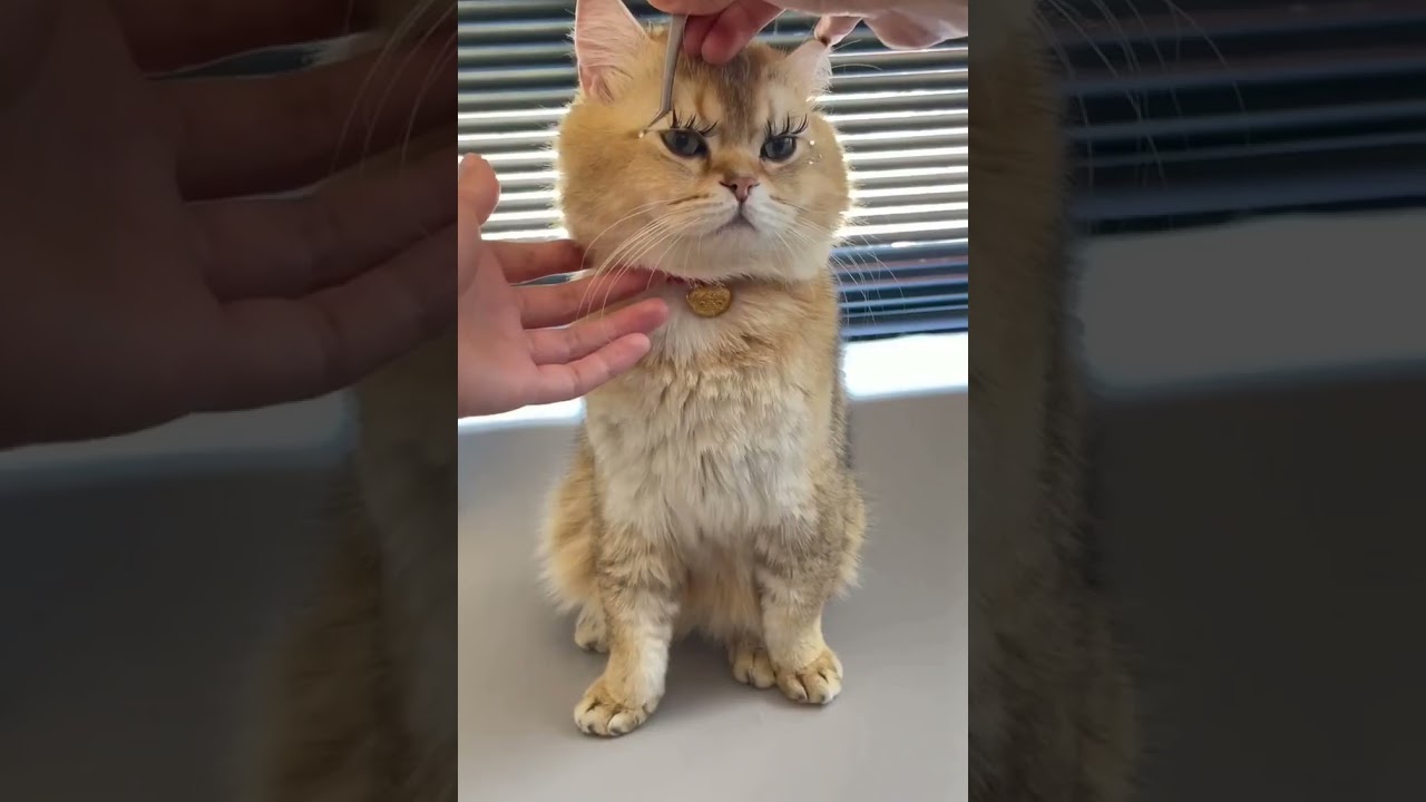 Lash Magic on Cats?! Feline Fabulosity Unleashed! 😺✨ 