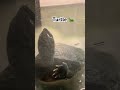 cute turtle 🐢👀