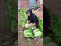 Ha trasformato un cortile di mattoni in un orto incredibile (e funziona davvero)