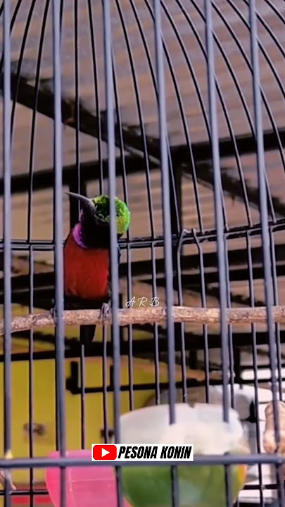 KONIN ISIAN CILILIN ‼️ KOLIBRI NINJA NEMBAK