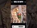 Crazy Cats Life #shorts #cats #funny