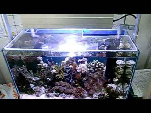 海水魚 水槽レイアウト オーバーフロー水槽 サンゴ飼育 Youtube