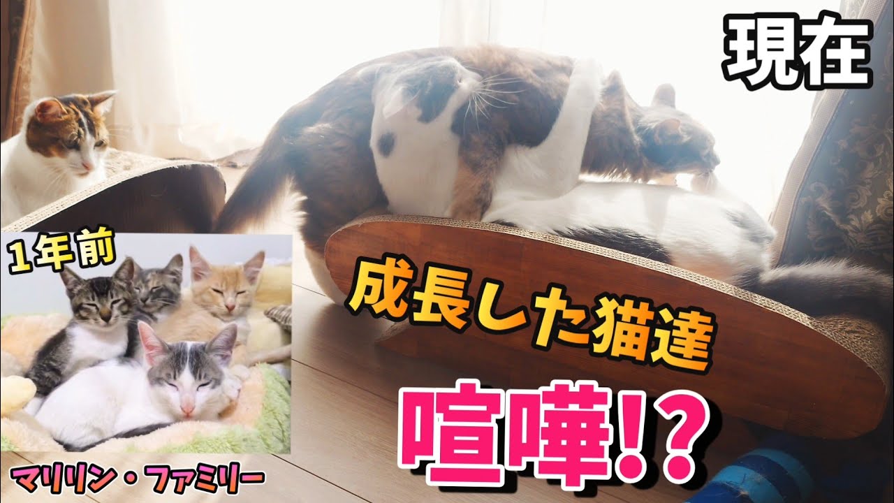 We welcomed five cats into our home, but were worried about the