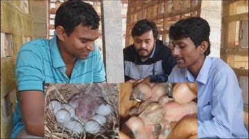 Finches & Java Exclusive Breeding Progress / Best Breeding Tips Of Java & Finches.