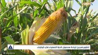 تطوير هجين لزيادة محصول الذرة الصفراء في كركوك