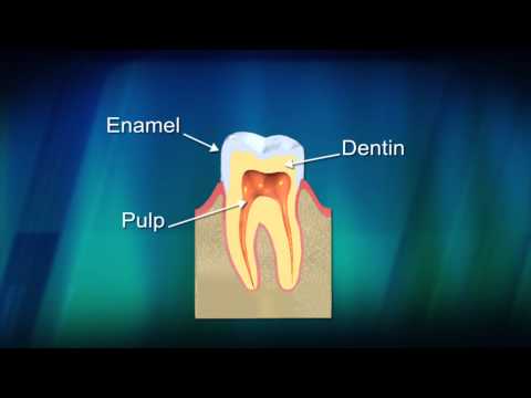 Parts of the Tooth