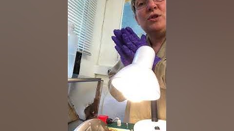 14. Earthslides: The Art of Thin sectioning. Placing the permanent thin section glass on the Brot.