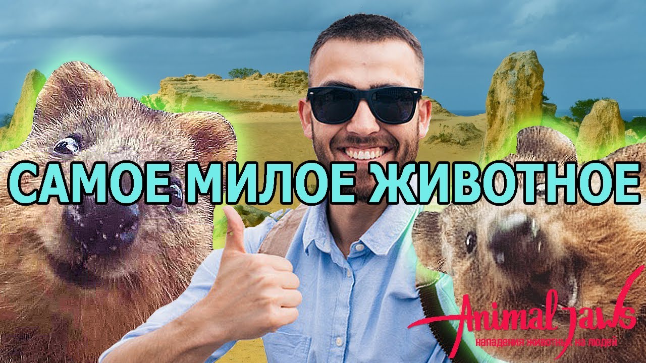 Самое милое и дружелюбное дикое животное, квокка