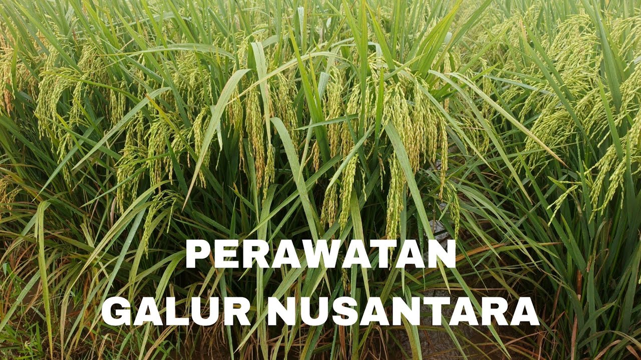 PERAWATAN GALUR NUSANTARA
