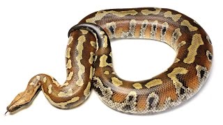 Celebrity Big Blood Python Female Wealth