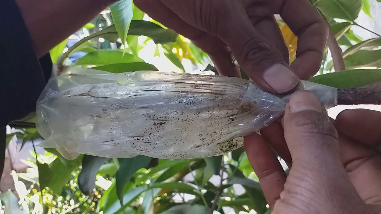 Cara mengganti cangkok yang gagal tidak keluar akar