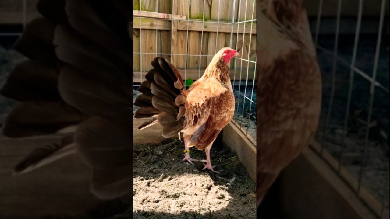выводковый петух-курица 
