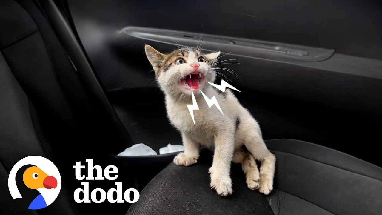 Kitten Who Couldn't Walk Changes Rescuer's Life | The Dodo - YouTube