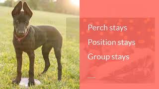 FDSA webinar Sara Brueske - Tricks for Pics